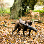 Pet Feeding Service in Eastbourne